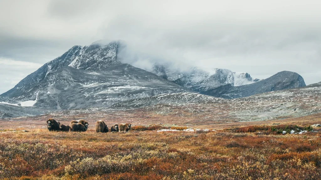 Dovre Kaminer: Norsk Gjutjärnstradition möter Modern Design 2 En liten flock myskoxar betar på Dovres tundra, med brun och grön växtlighet i förgrunden och ett dimmigt, snötäckt berg som reser sig i bakgrunden under en molnig himmel.